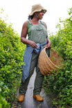Woman wearing Dovetail Workwear's Freshley Overalls in Lichen Green harvesting vegetables in a garden row, showcasing the ultralight ripstop fabric and practical design
