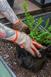 Woman wearing Light Kodiak Multi-Purpose Work Gloves by Dovetail Workwear while planting green seedlings, showing the glove's touchscreen-compatible design.