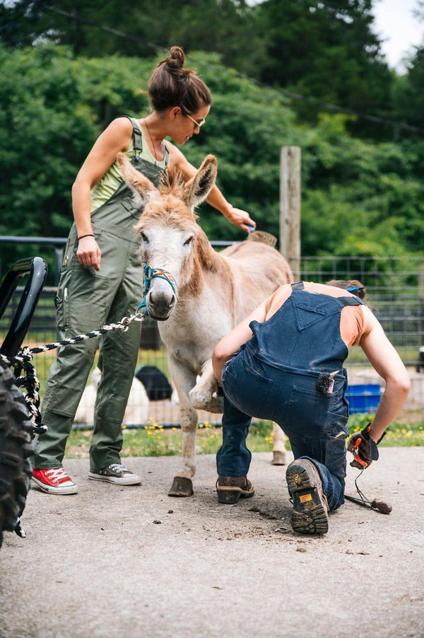 Women wearing Dovetail Workwear's Freshley Drop Seat Overalls in Navy Canvas while working with a donkey on a farm, demonstrating the reinforced knees and practical work features